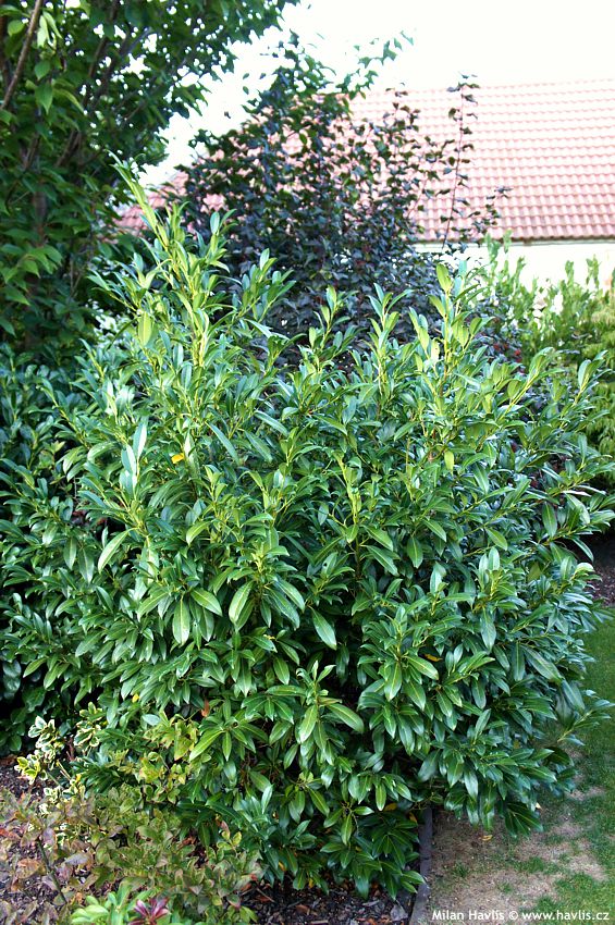 prunus laurocerasus Caucasica