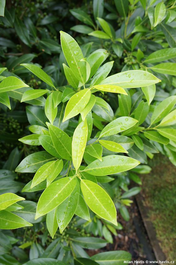 prunus laurocerasus Caucasica