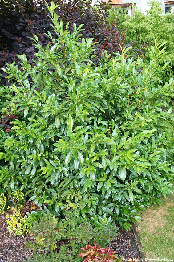 prunus laurocerasus Caucasica