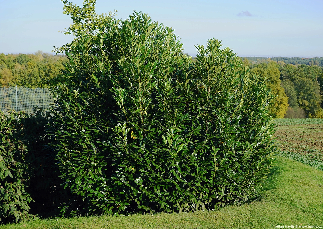 prunus laurocerasus Caucasica