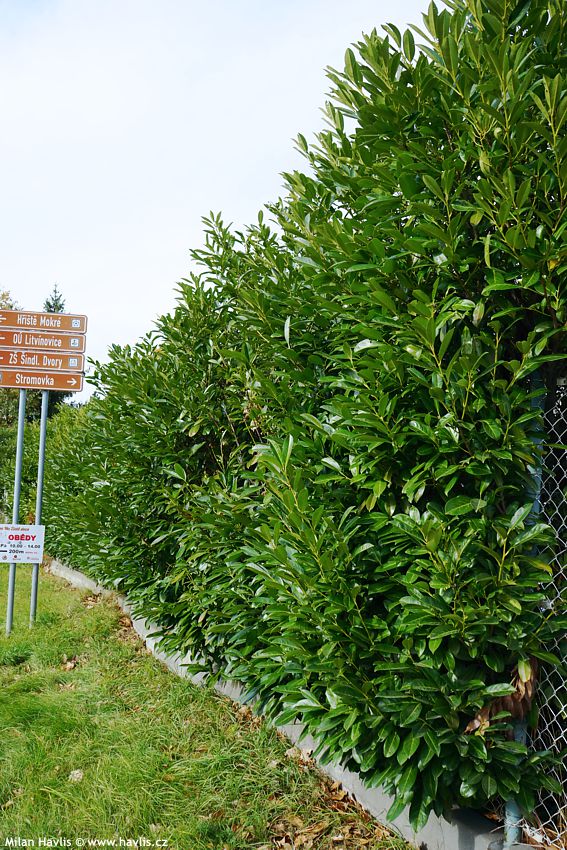 prunus laurocerasus Caucasica