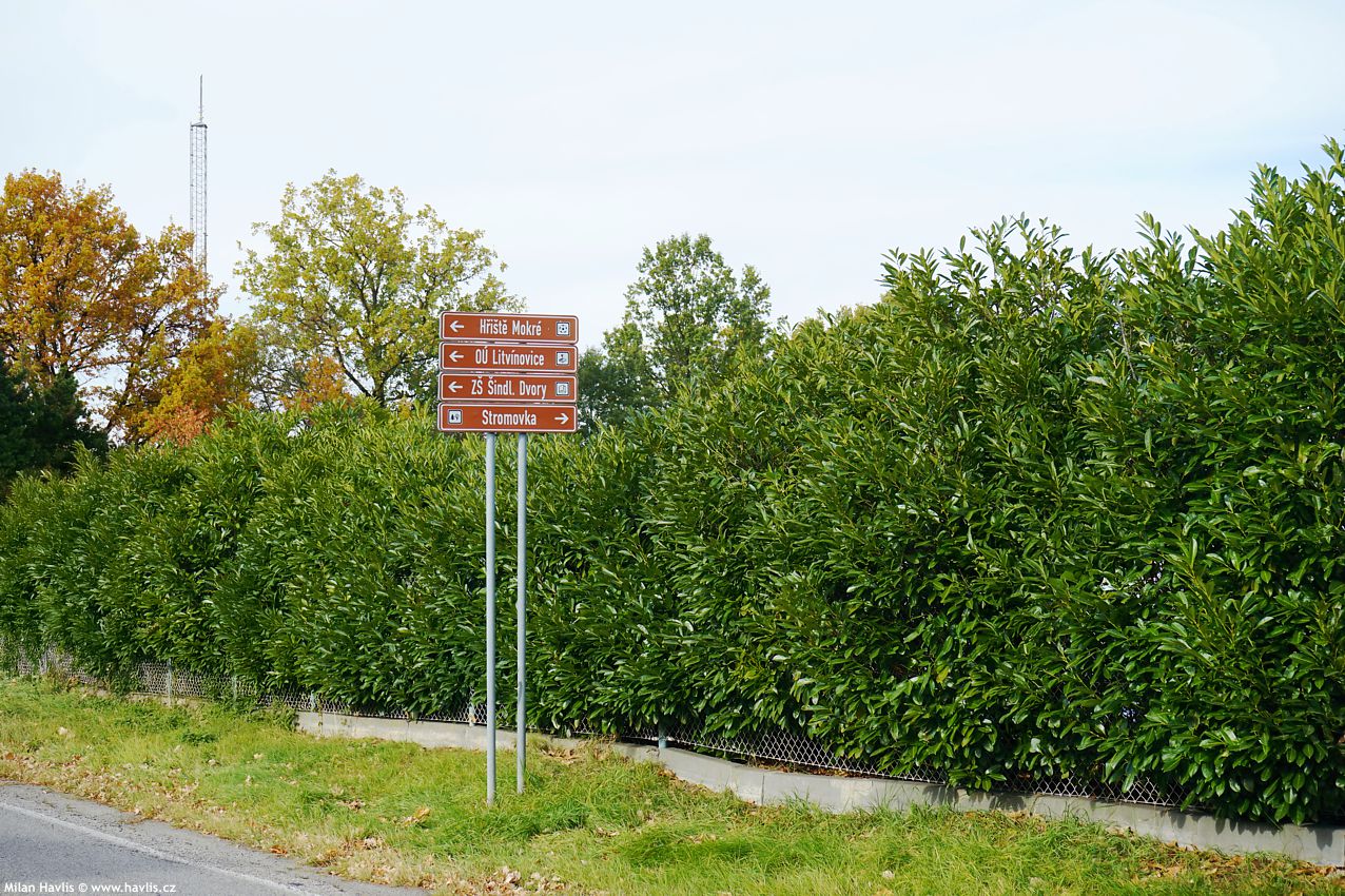 prunus laurocerasus Caucasica