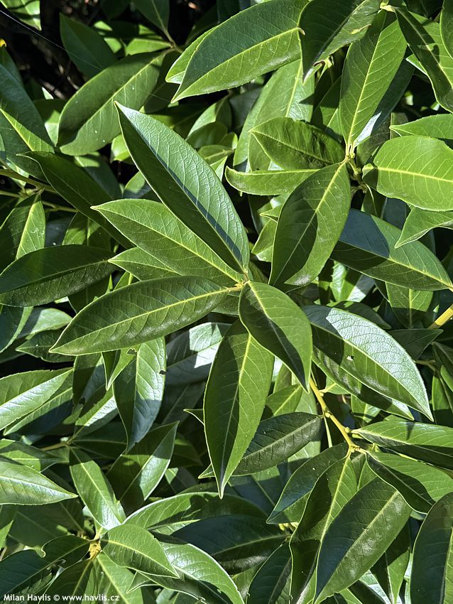 prunus laurocerasus Caucasica