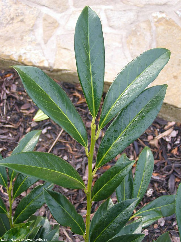 prunus laurocerasus Caucasica