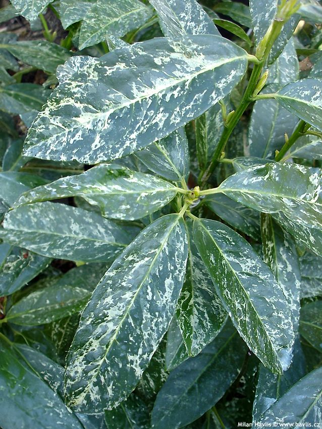 prunus laurocerasus Ivory