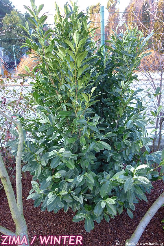 prunus laurocerasus Ivory