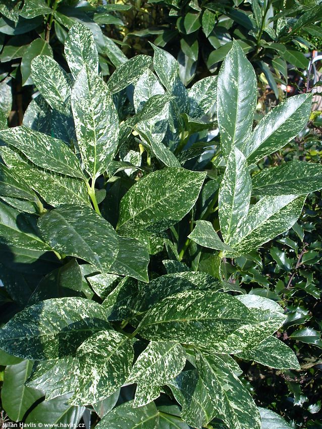 prunus laurocerasus Ivory