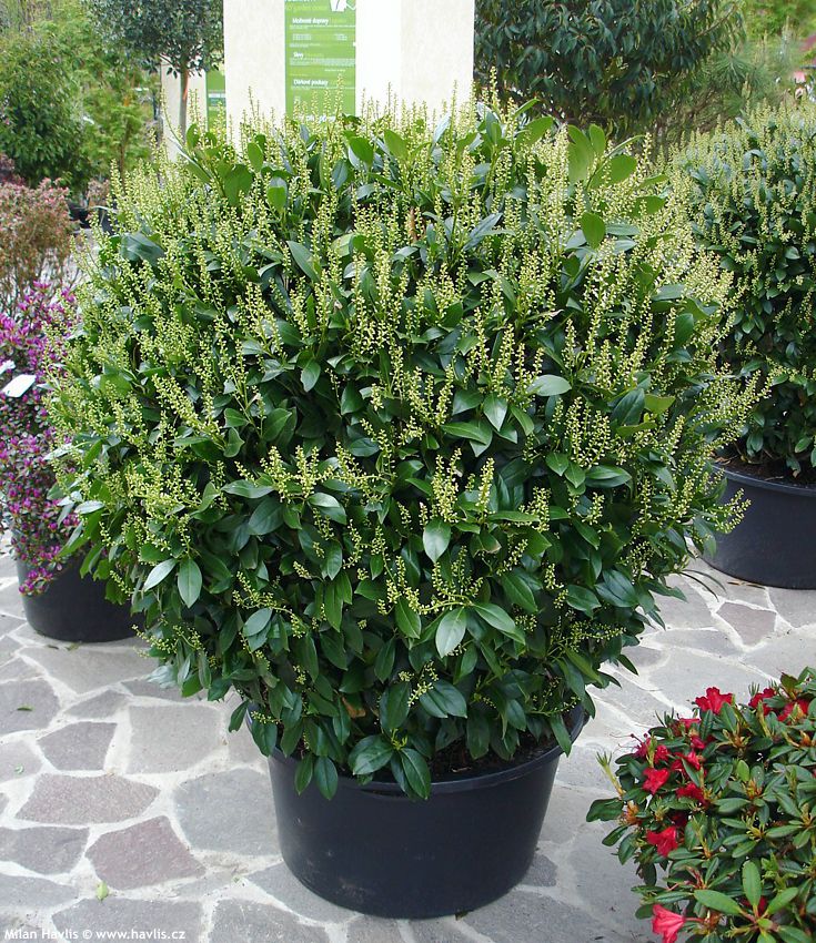 prunus laurocerasus Mano 2010 stříhaný.jpg