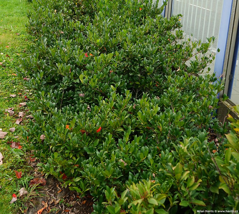 prunus laurocerasus Mano 2024 (1).jpg