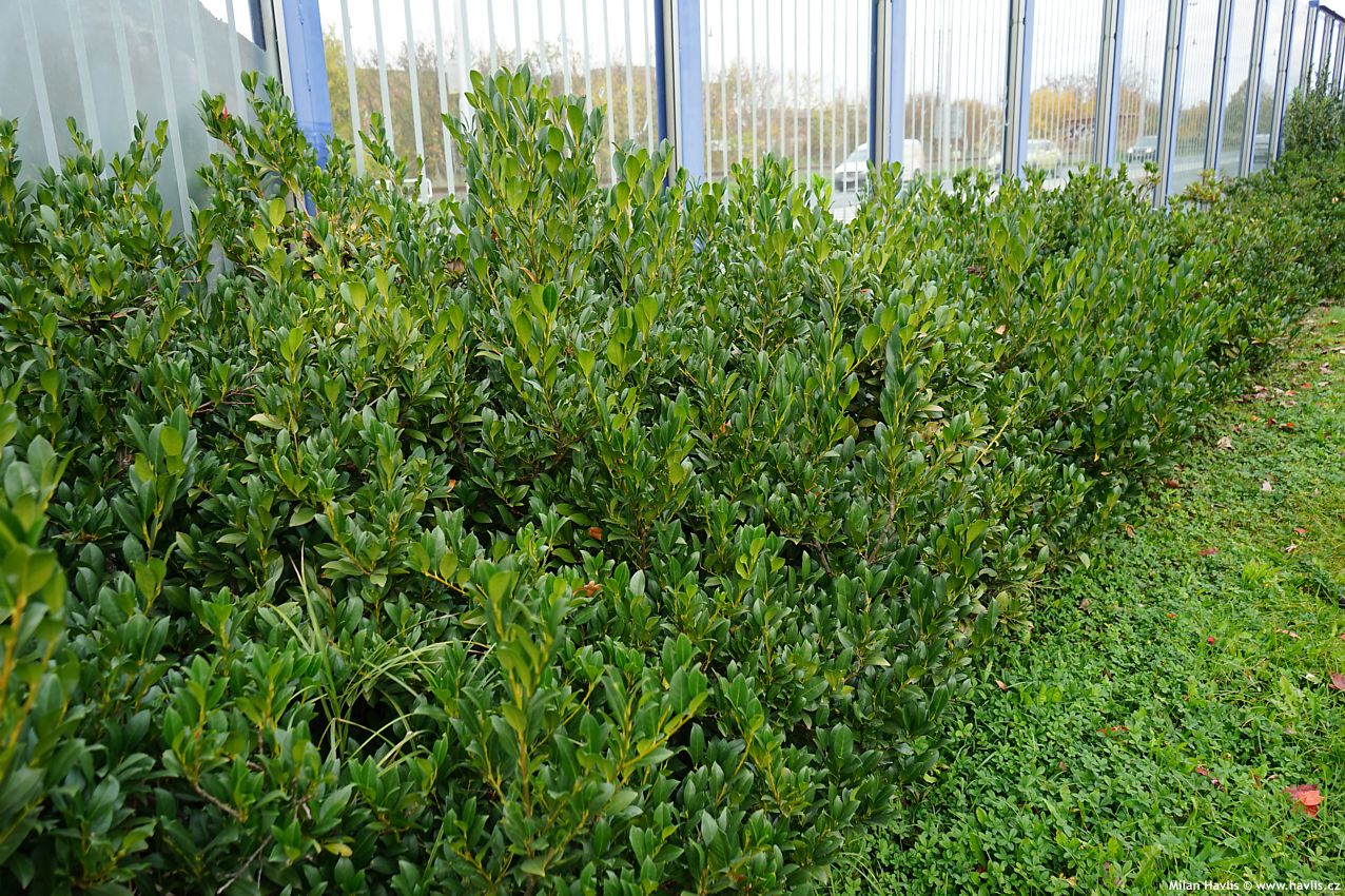 prunus laurocerasus Mano 2024 (2).jpg