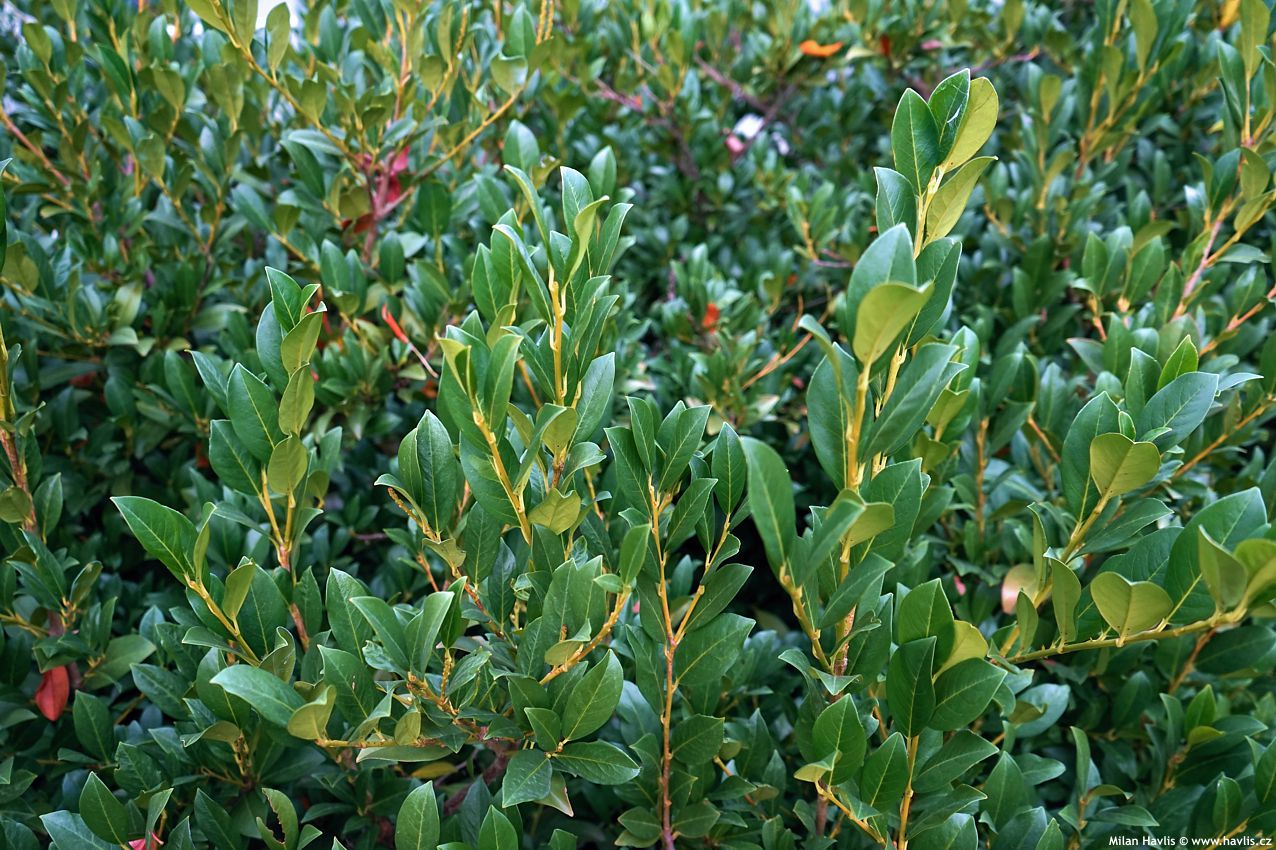 prunus laurocerasus Mano 2024 (4).jpg