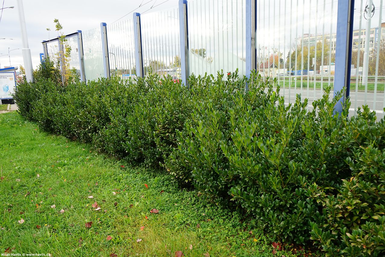 prunus laurocerasus Mano 2024 (7).jpg