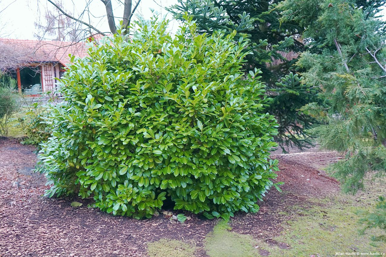 prunus laurocerasus Rotundifolia