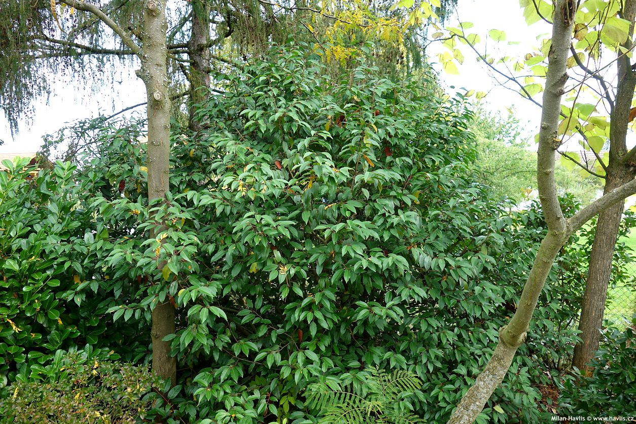 prunus lusitanica