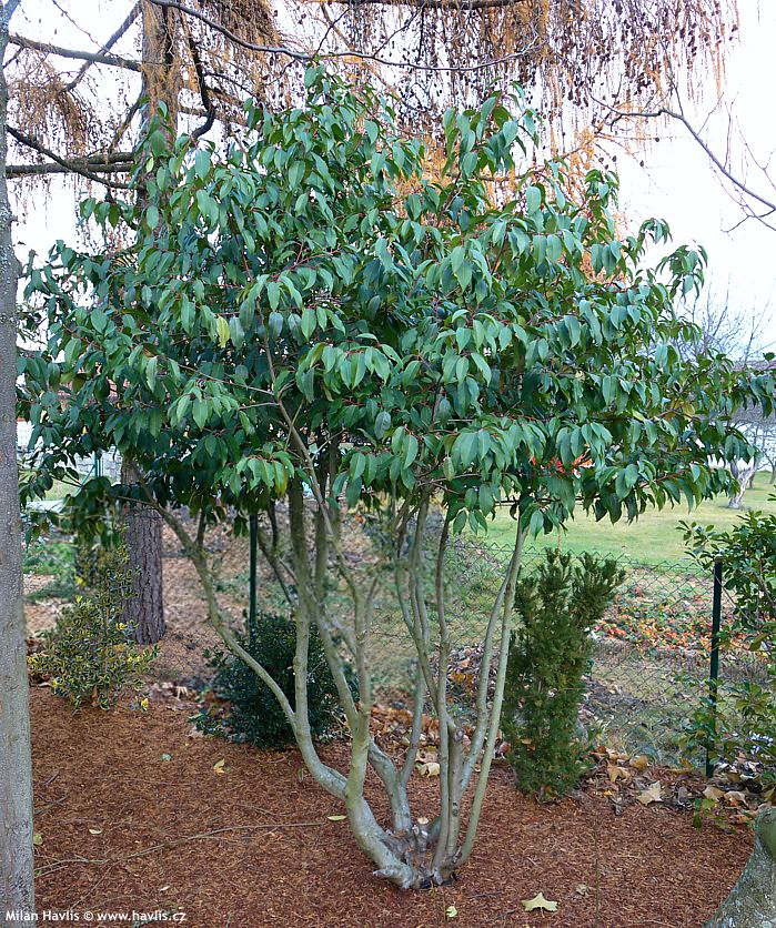 prunus lusitanica