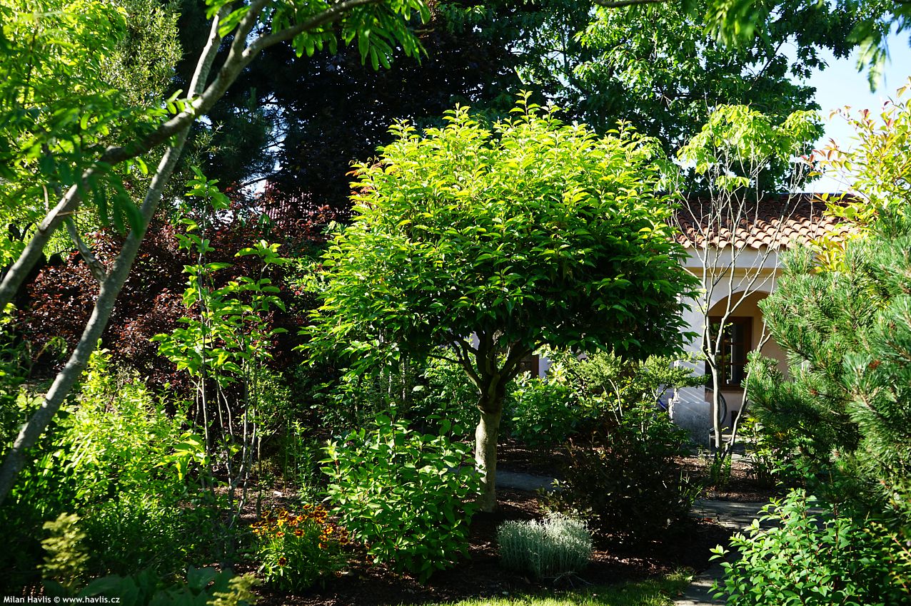 prunus lusitanica
