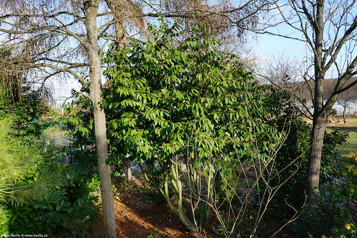 prunus lusitanica