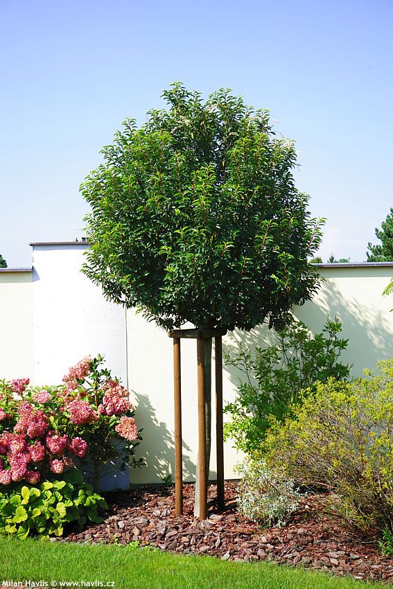 prunus lusitanica Angustifolia