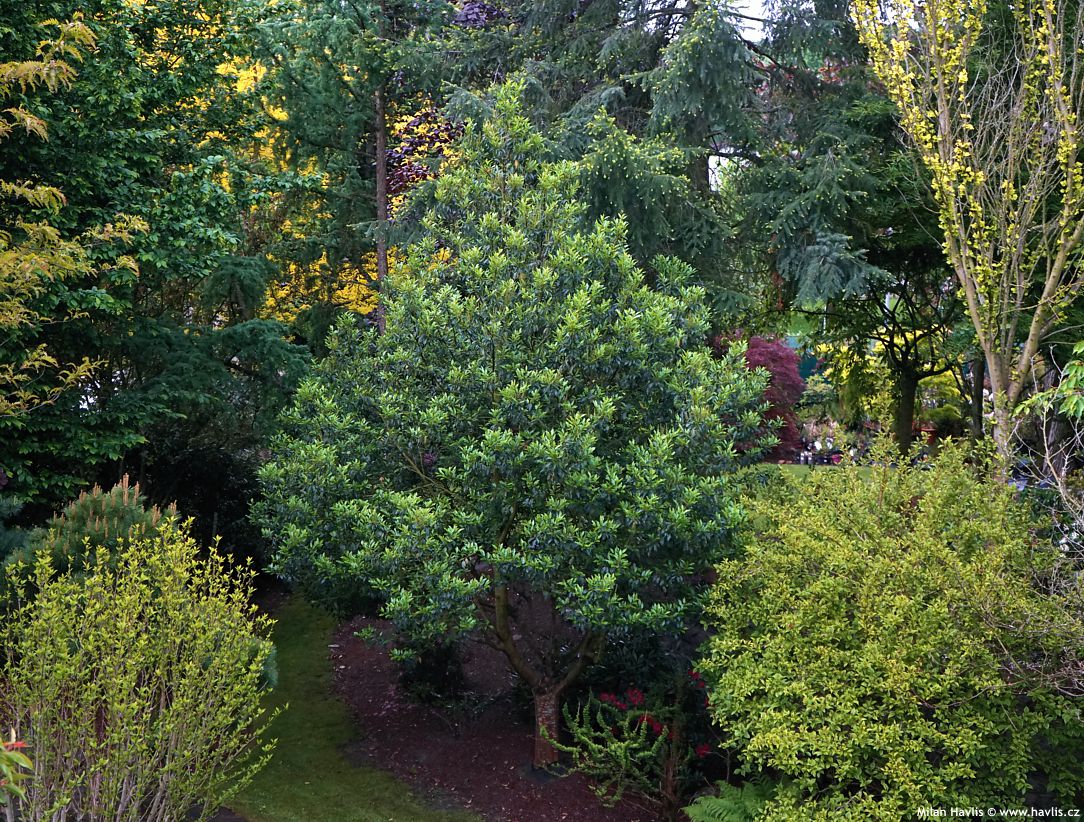 prunus lusitanica Angustifolia 2025 strom (4).jpg