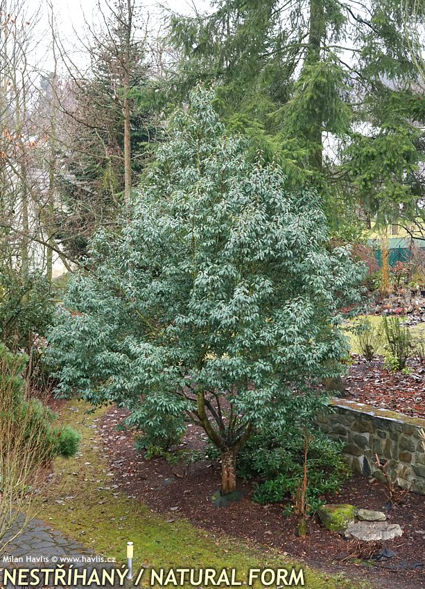 prunus lusitanica Angustifolia 2026 (2) STROM.jpg