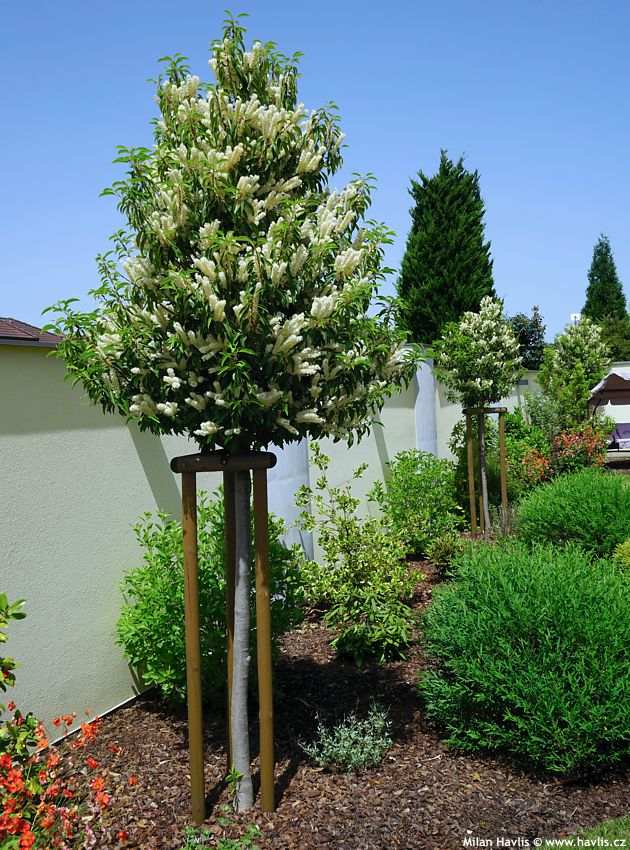 prunus lusitanica Angustifolia
