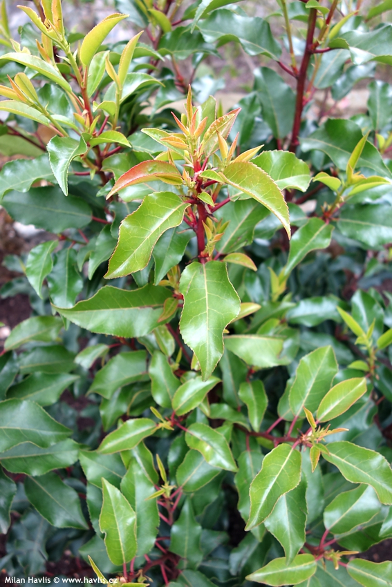 prunus lusitanica Brenelia