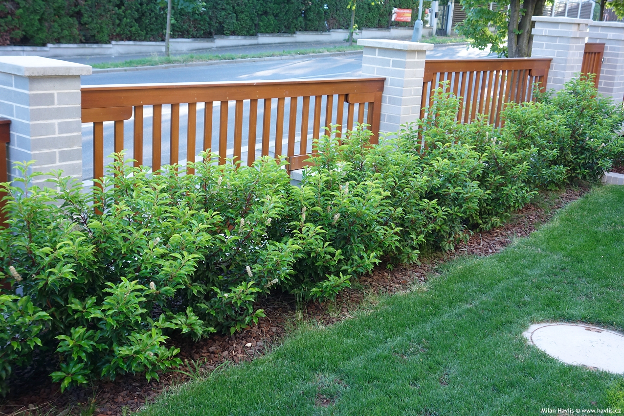 prunus lusitanica Brenelia