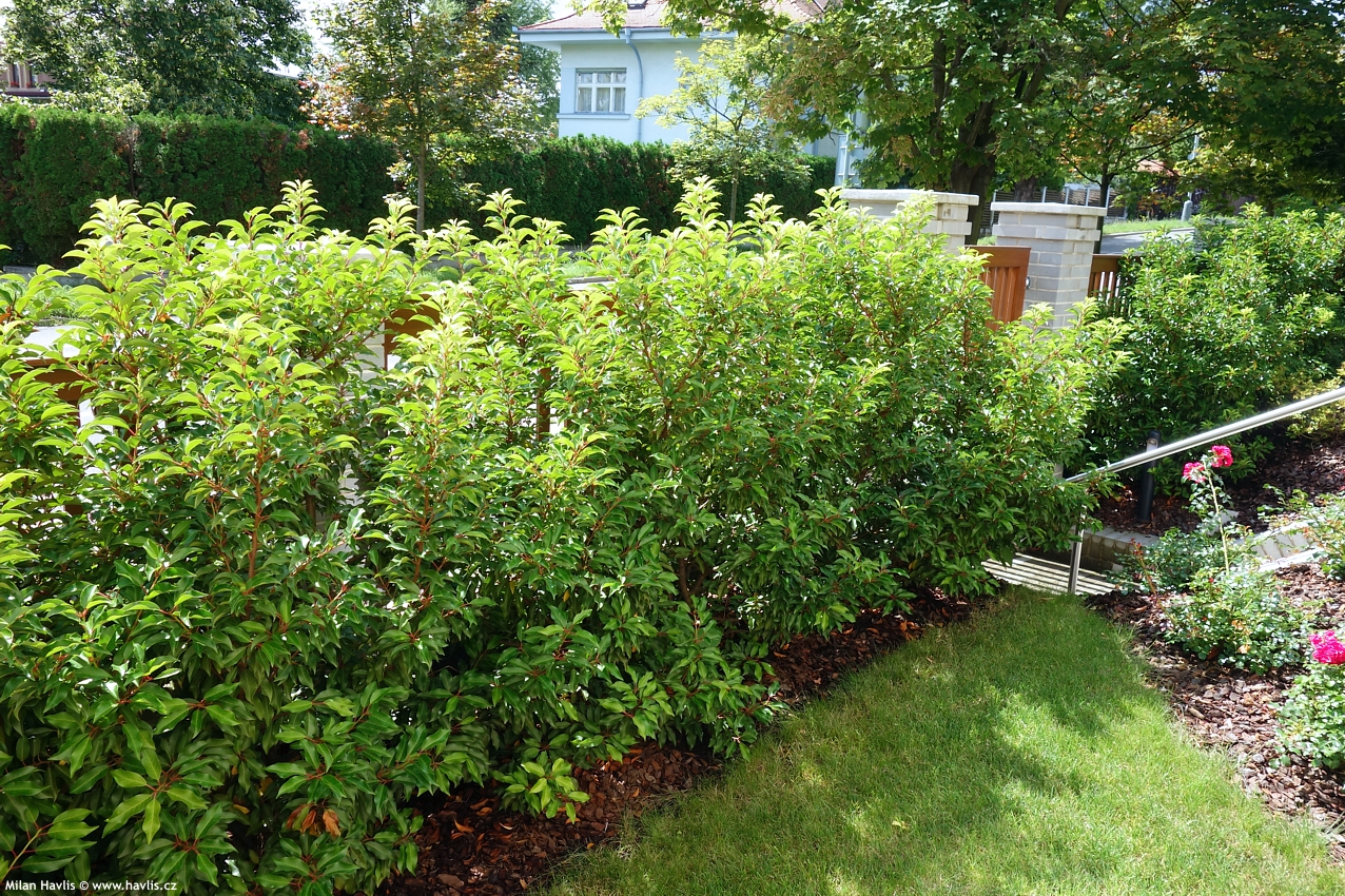 prunus lusitanica Brenelia