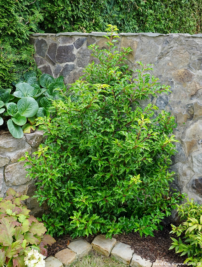 prunus lusitanica Brenelia