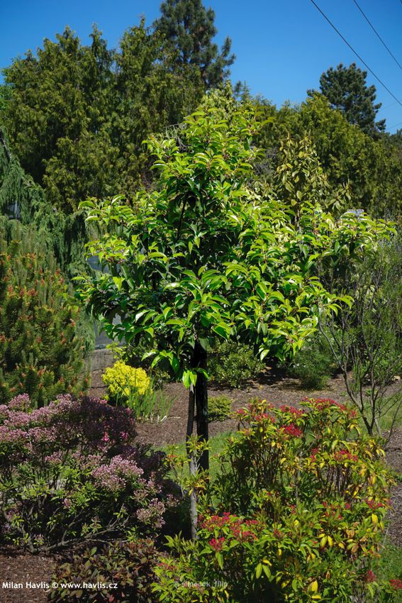 prunus lusitanica Tico