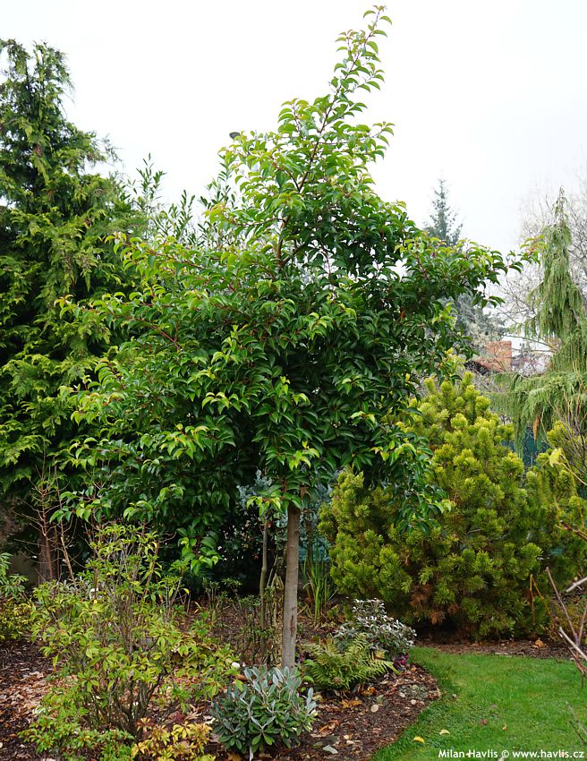 prunus lusitanica Tico