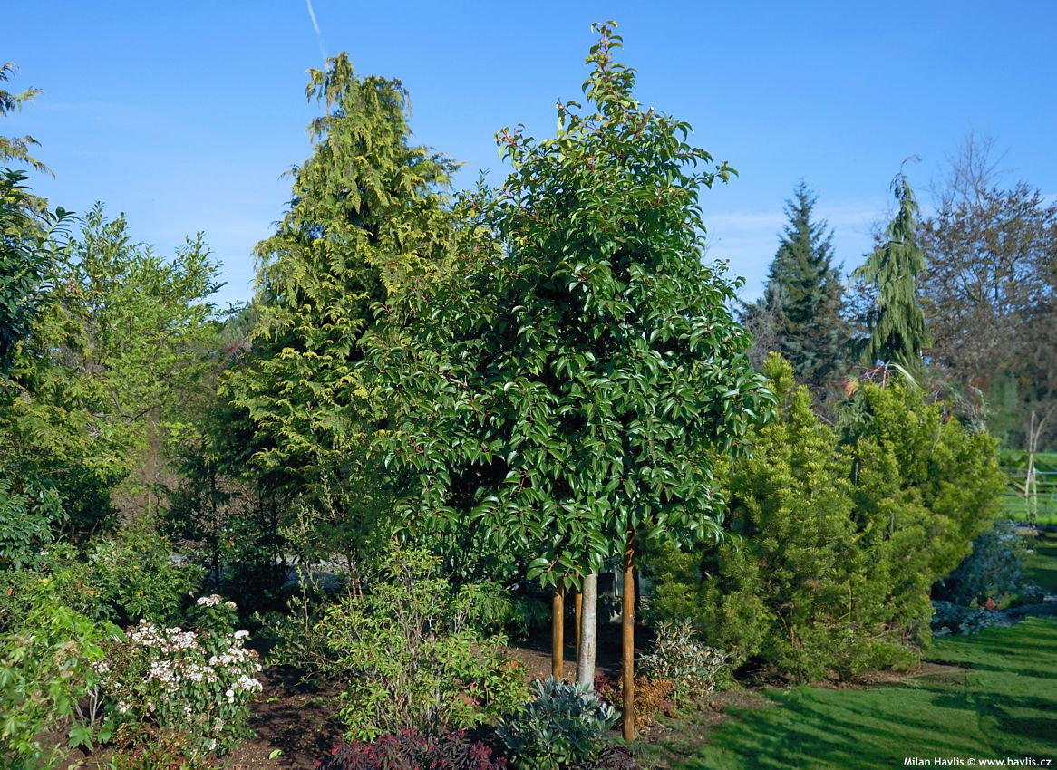 prunus lusitanica Tico