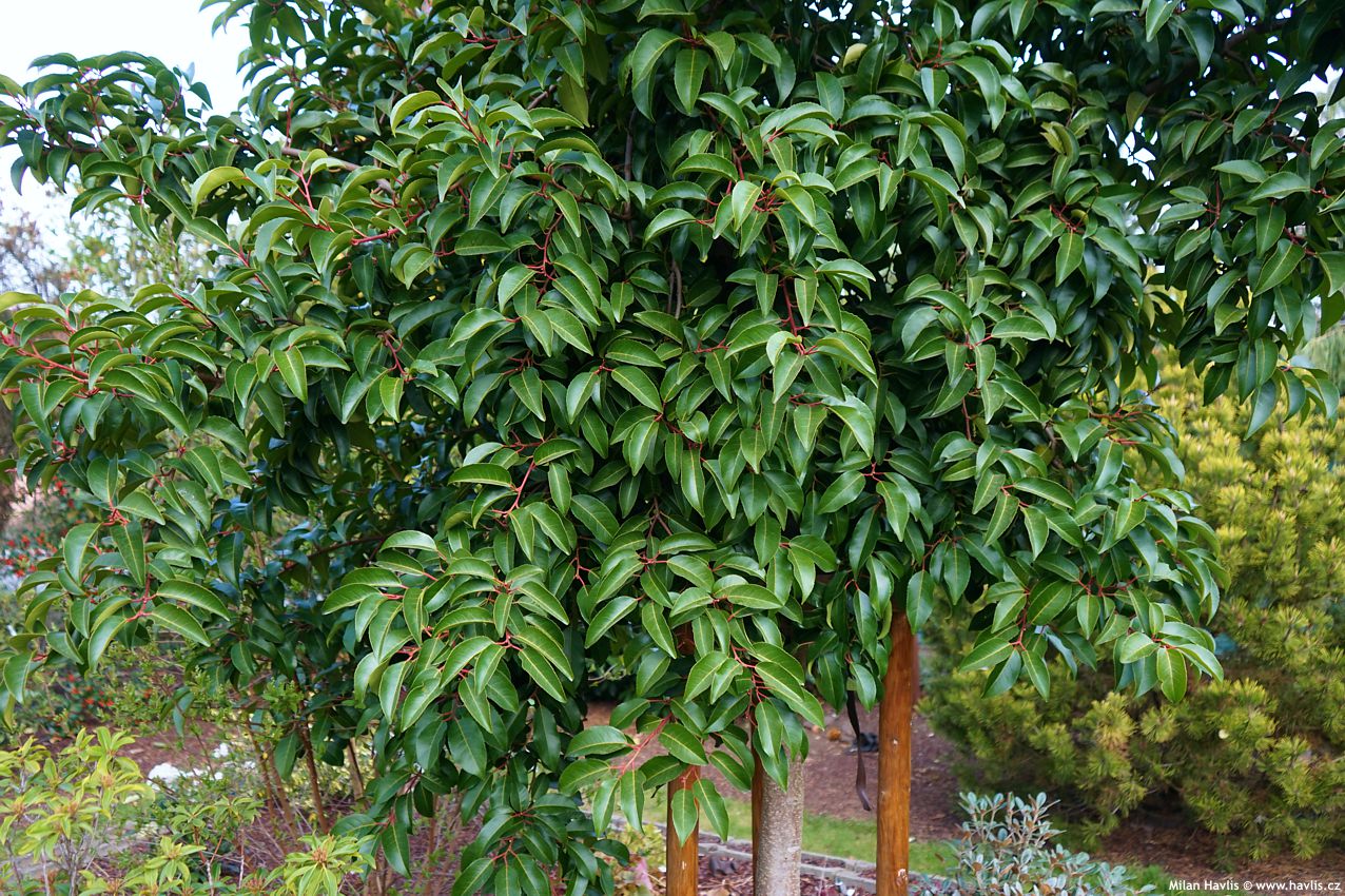 prunus lusitanica Tico