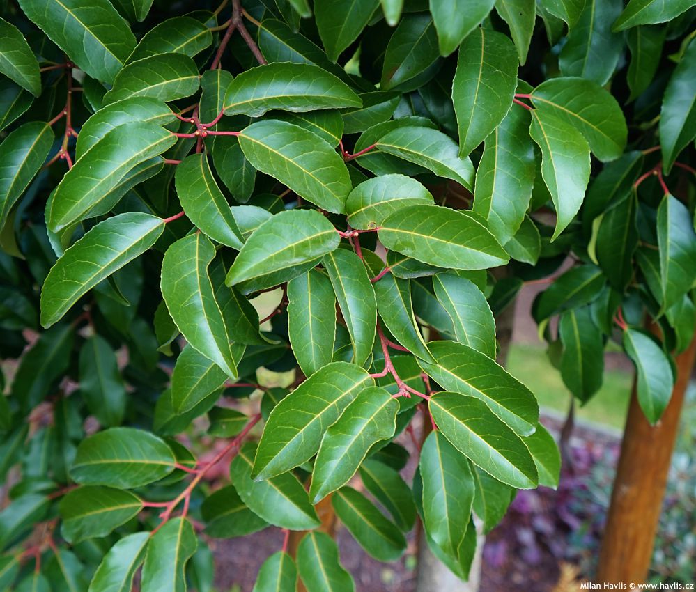 prunus lusitanica Tico