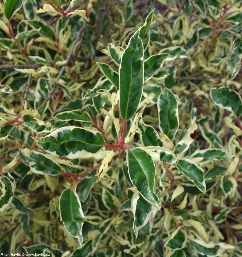 prunus lusitanica Variegata