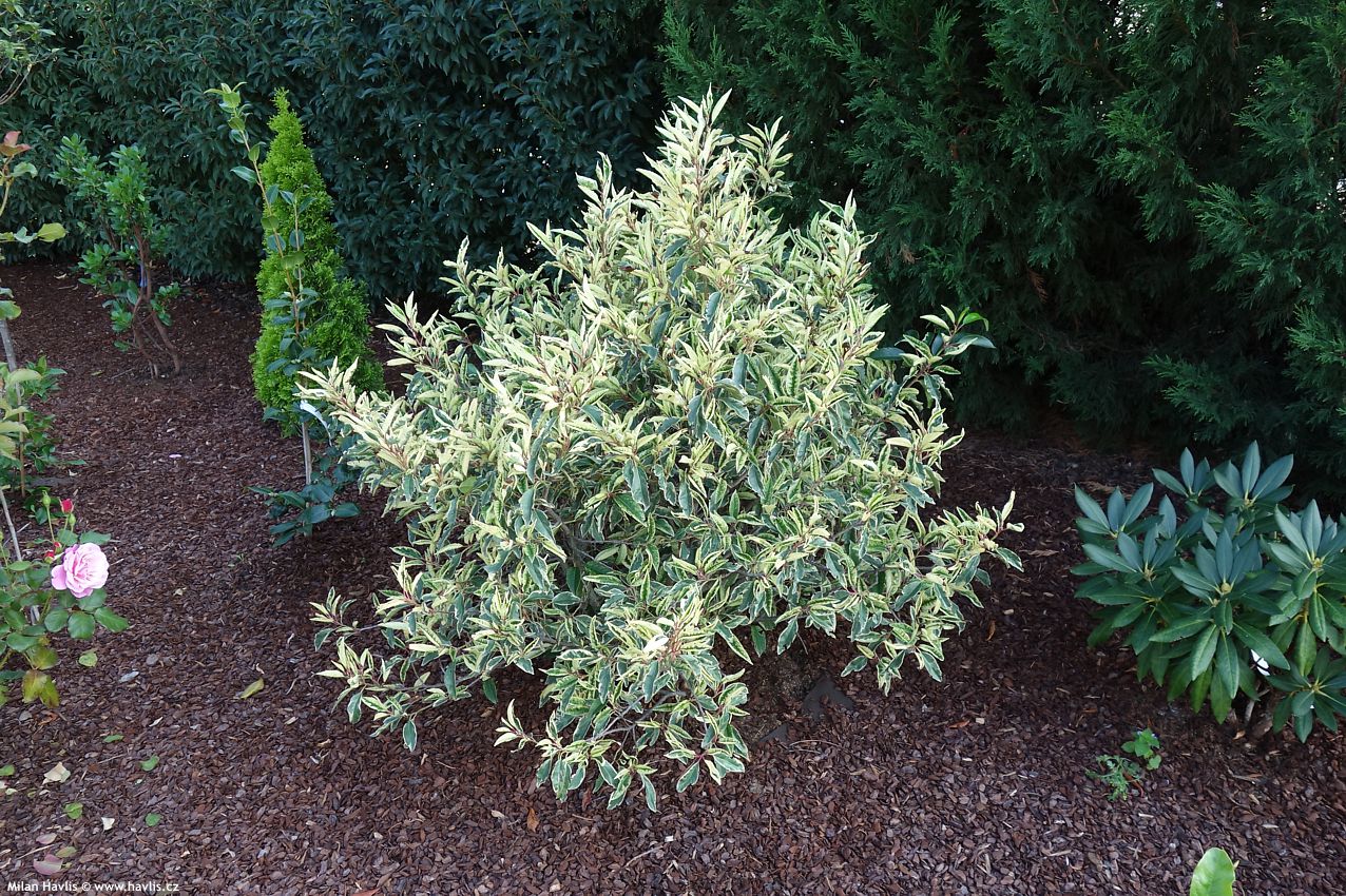 prunus lusitanica Variegata