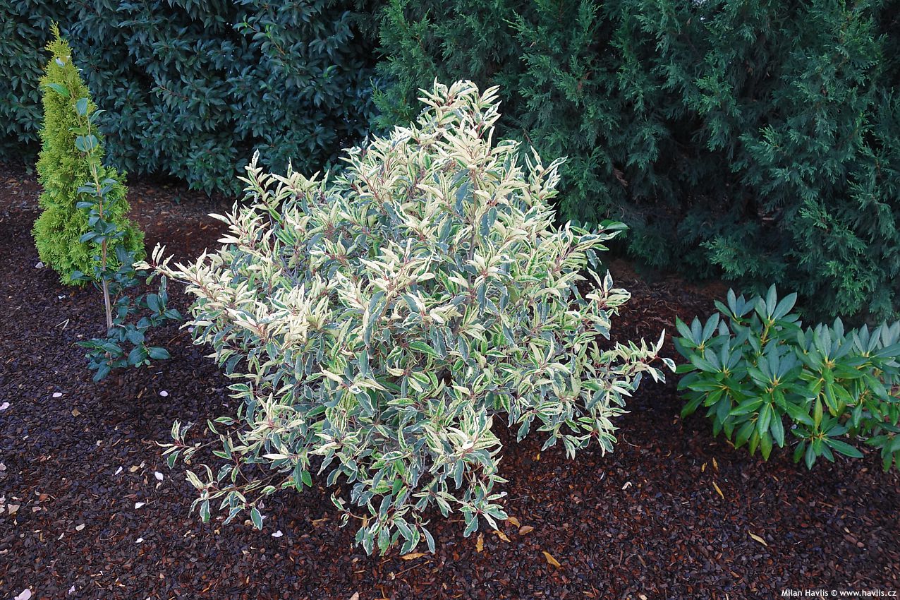 prunus lusitanica Variegata