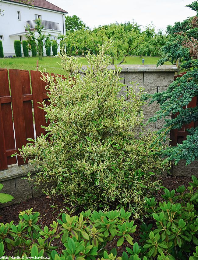 prunus lusitanica Variegata