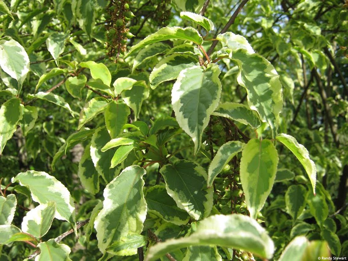 prunus lusitanica Variegata