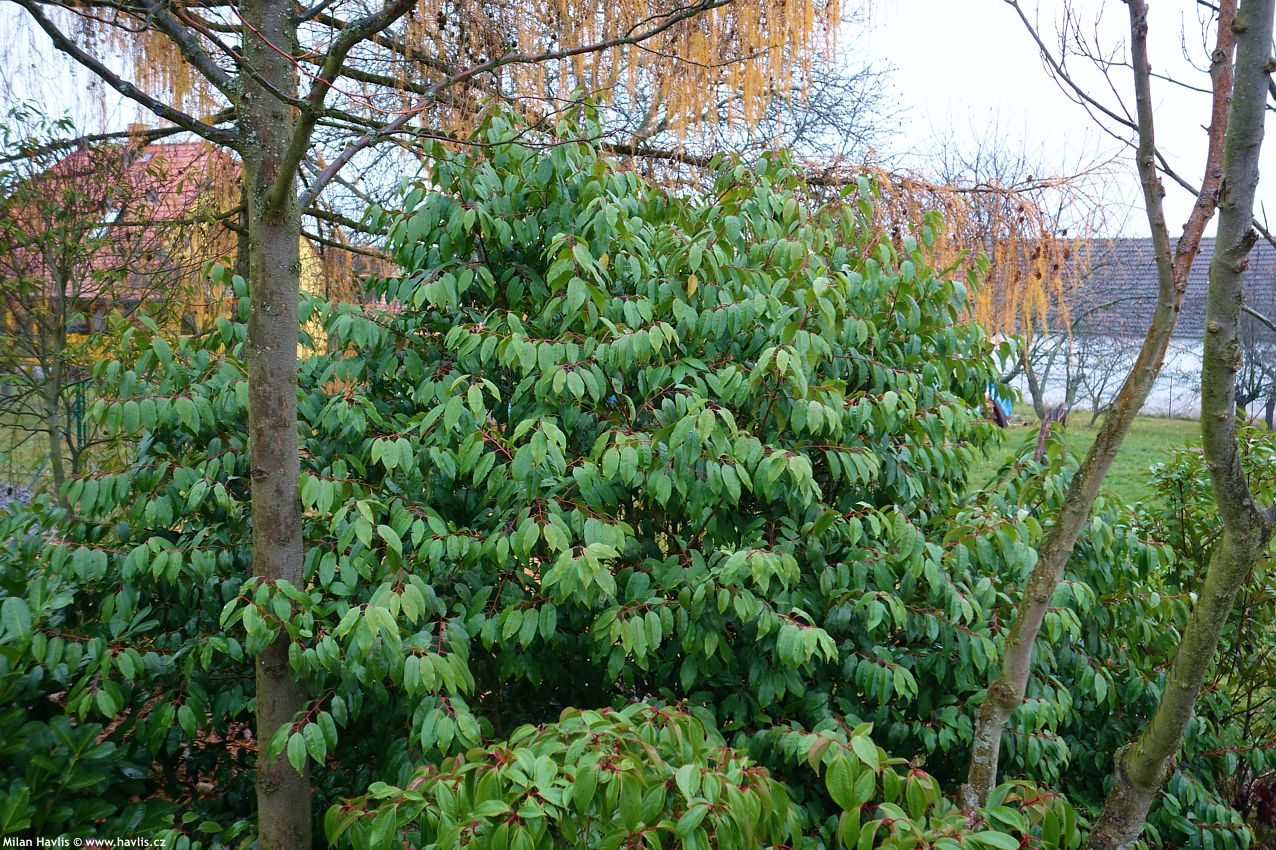 prunus lusitanica