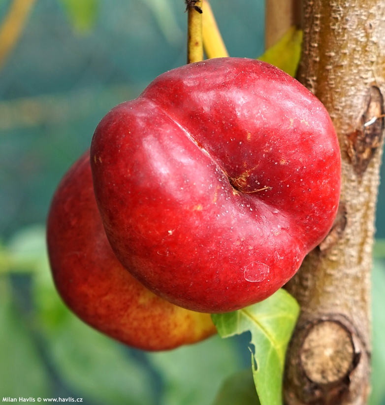 prunus persica nucipersica platycarpa Flatarina 2025 (1).jpg