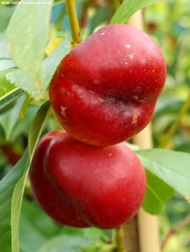 prunus persica nucipersica platycarpa Flatarina 2025 (2).jpg