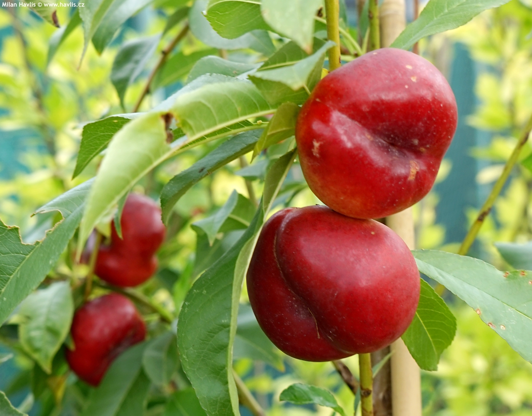 prunus persica nucipersica platycarpa Flatarina 2025 (3).jpg