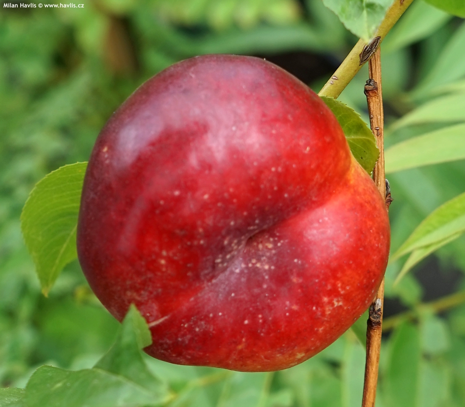 prunus persica nucipersica platycarpa Flatarina 2025 (4).jpg