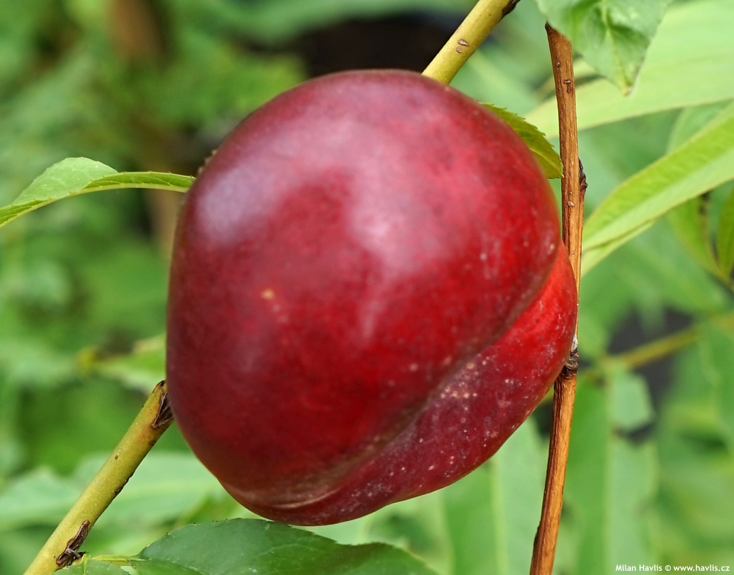 prunus persica nucipersica platycarpa Flatarina 2025 (5).jpg