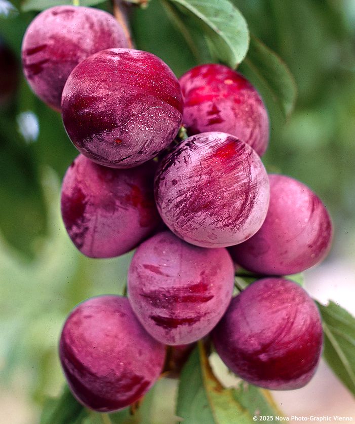 prunus salicina Sangue di Drago