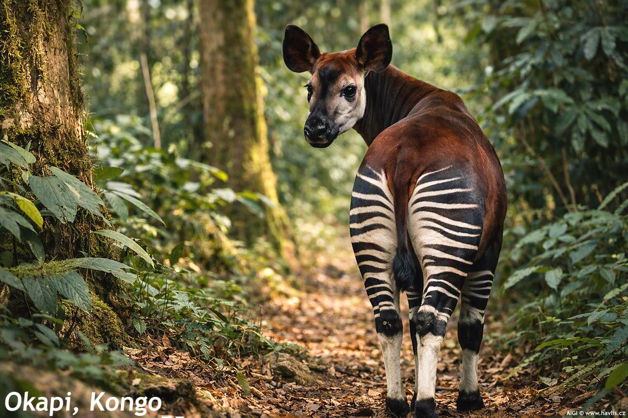 prunus serrula 2026 okapi AIGI.jpg