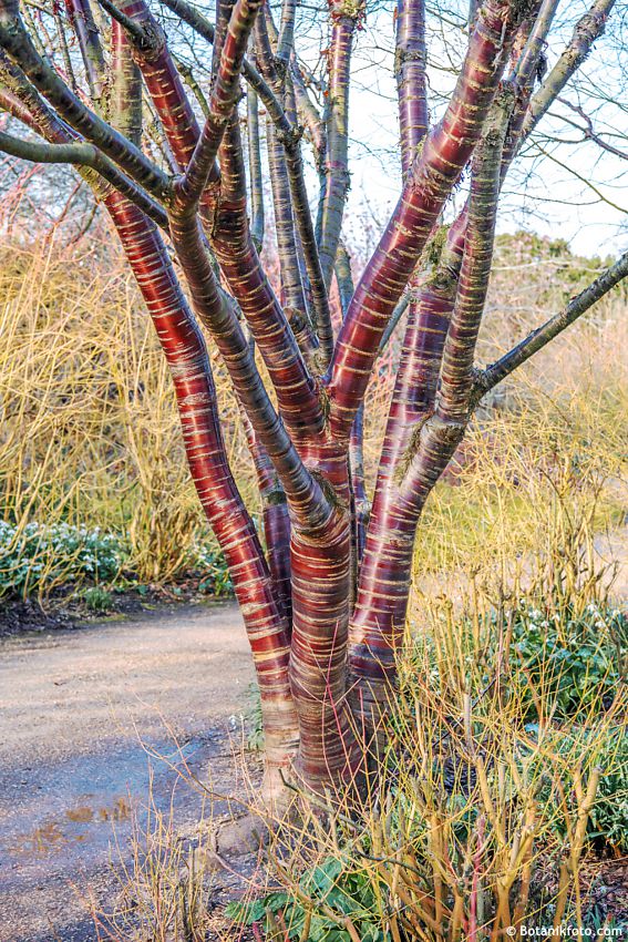 prunus serrula BOT.jpg