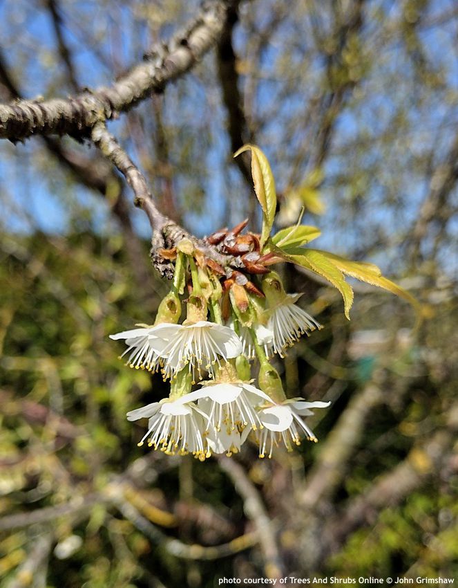 prunus serrula TSO John Grimshaw.jpg