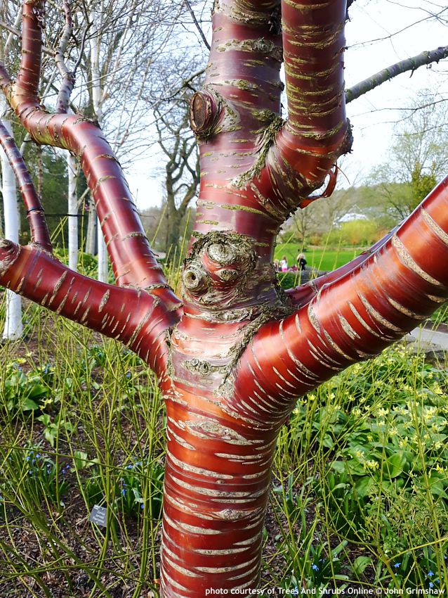 prunus serrula TSO John Grimshaw 2.jpg